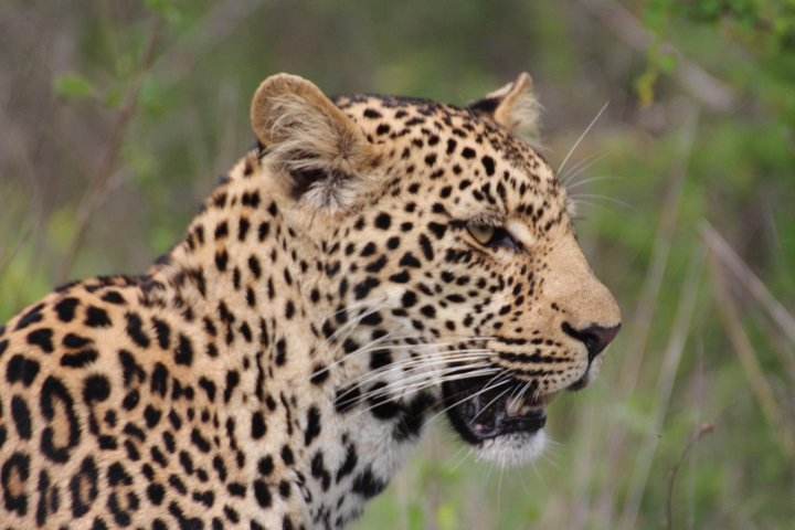 3-Day Essence of the Kruger Park - Photo 1 of 15